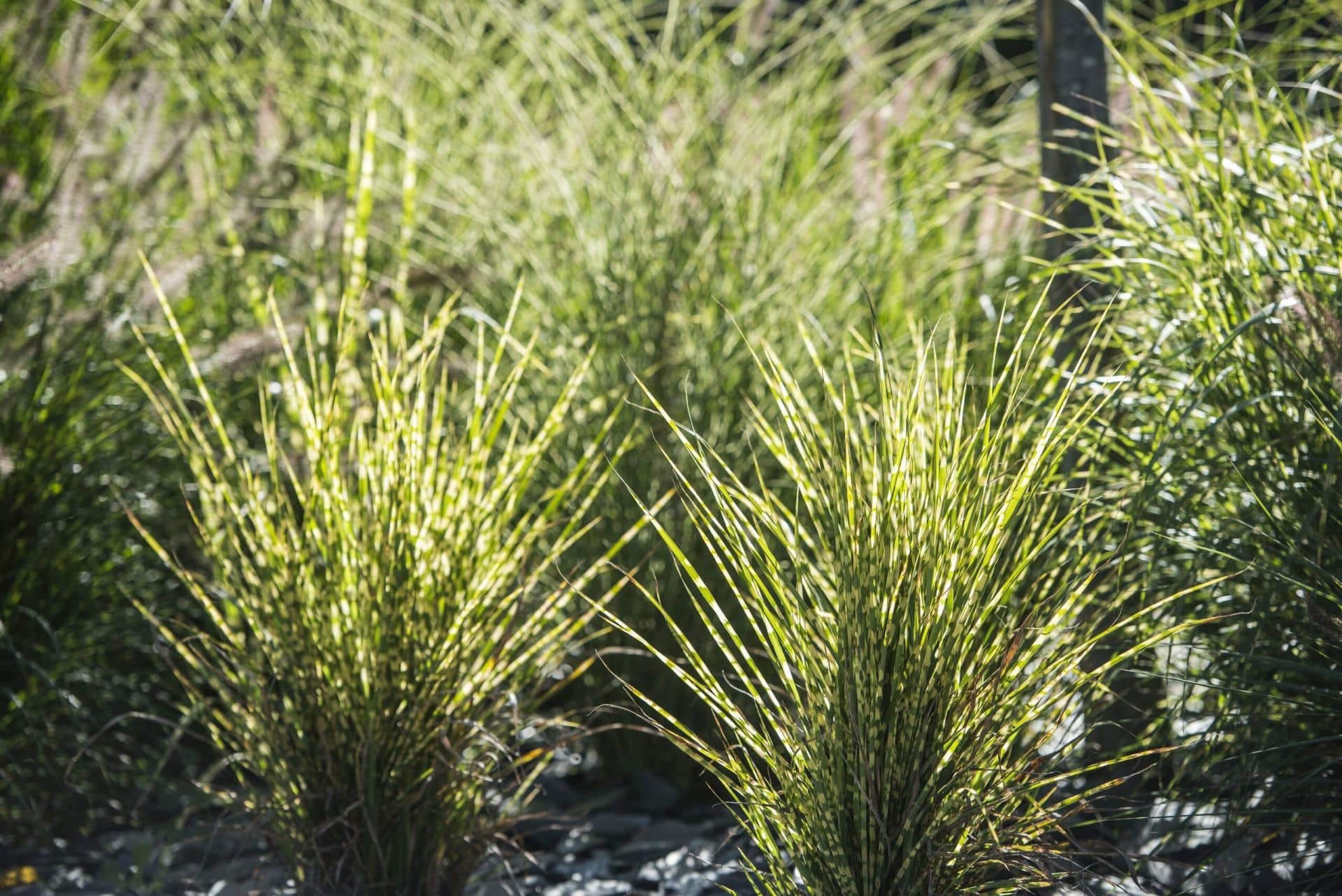 Miscanthus Zebrinus